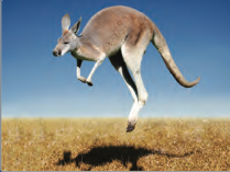 Kangaroo